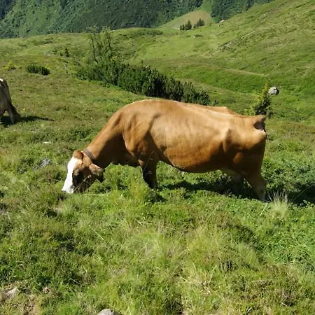 Zillertal-Urlaubat0019 アパート マイヤーホーフェン